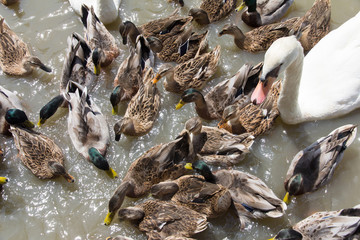 Ringed Teal Duck and Gooses in Lake.
