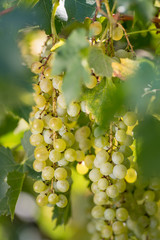 Vigneto con grappoli di uva bianca