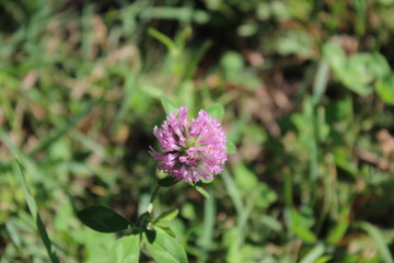 Blooming meadow clover.