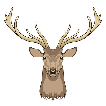 Deer 001