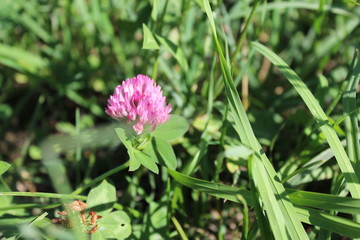 Blooming meadow clover.