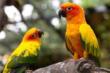 Portrait of sun conure on a tree branch