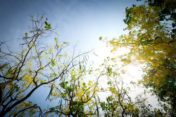 The blooms of Esala. The beautiful golden yellow flowers of the