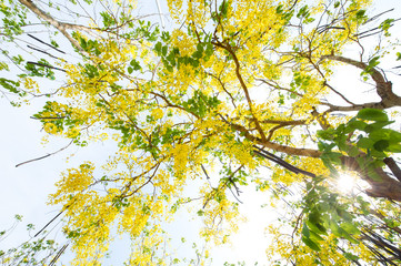 The blooms of Esala. The beautiful golden yellow flowers of the