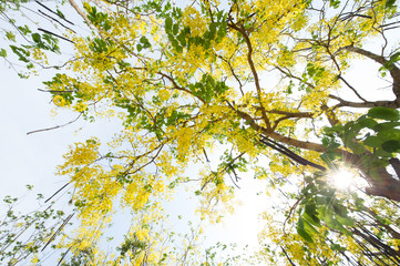 The blooms of Esala. The beautiful golden yellow flowers of the