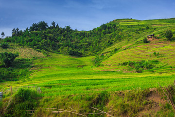 Fototapeta na wymiar Rice terraces Valley Vietnam