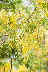 The blooms of Esala. The beautiful golden yellow flowers of the