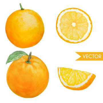 watercolor oranges