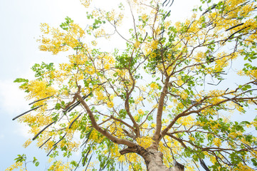 The blooms of Esala. The beautiful golden yellow flowers of the