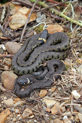 British grass snakes basking in a sunny, sheltered position.