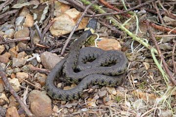 British grass snake basking in a sunny, sheltered position.