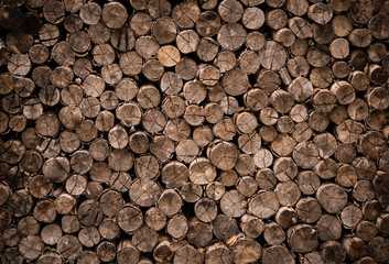 decorative cross section view  cutting wood