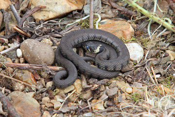 British grass snake basking in a sunny, sheltered position.