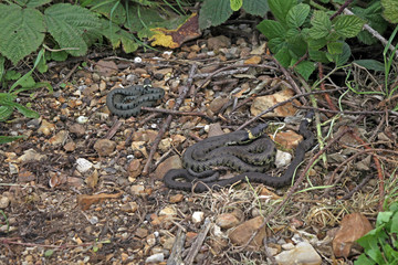 British grass snakes basking in a sunny, sheltered position.