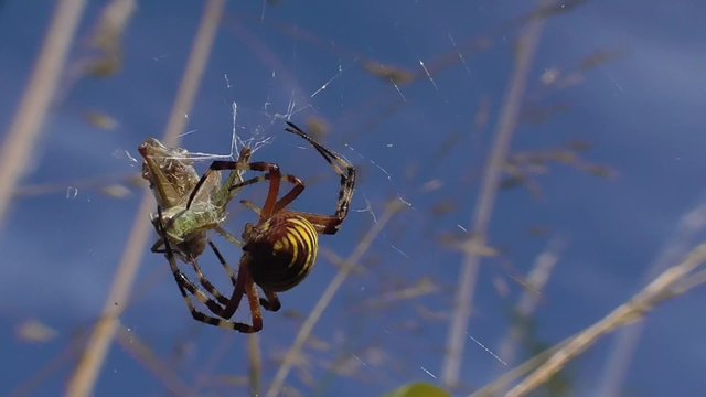 Wespenspinne, Zebraspinne, Argiopebruennichi im Netz mit Beute