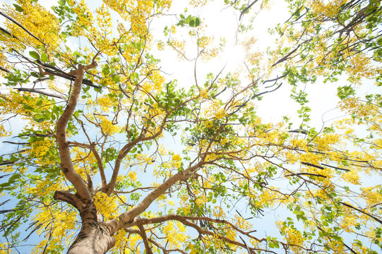The blooms of Esala. The beautiful golden yellow flowers of the