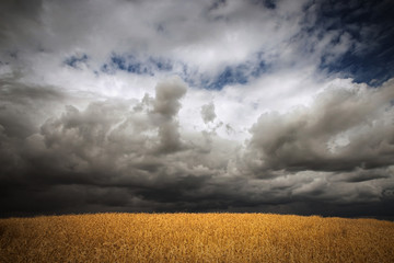 Fototapeta na wymiar storm clouds over the field 8