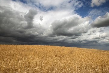 storm clouds over the field 5