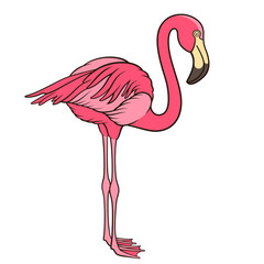 Flamingo 001