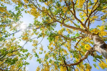 The blooms of Esala. The beautiful golden yellow flowers of the