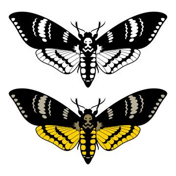 Death Head Hawk Moth