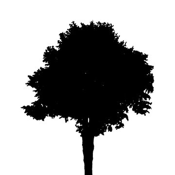 Tree Silhouette Isolated on White Background. Vector Illustratio