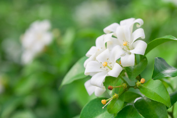 Jasmine Flower
