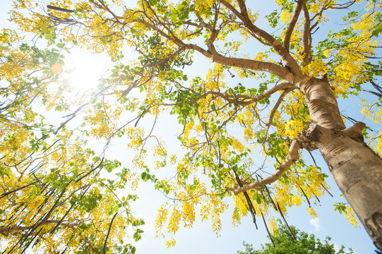 The blooms of Esala. The beautiful golden yellow flowers of the