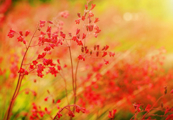 Obraz na płótnie Canvas Red Color Flowers on the Meadow
