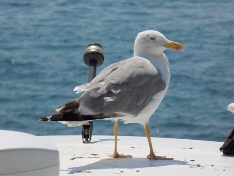 Seagull on boat