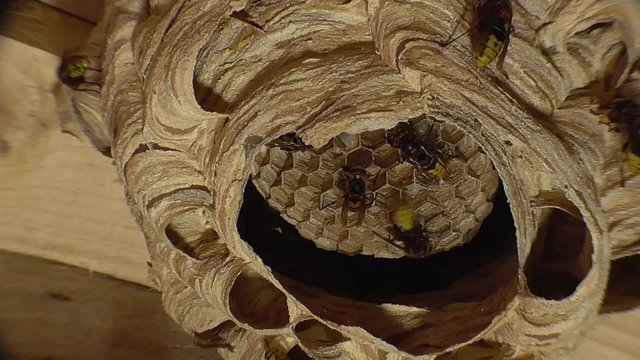 Hornisssennest, hornet
