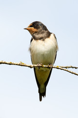 Portrait of barn swallow
