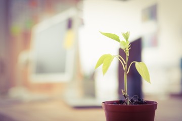 Plant in front of a creative working desk