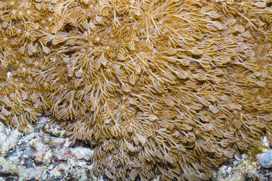 soft coral,  Bali,Nusa Penida, Indonesia