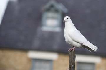 White Dove