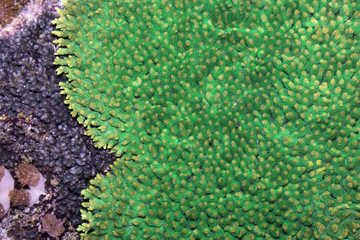 green flat coral,  Bali,Nusa Penida, Indonesia