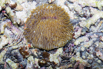 Naklejka na ściany i meble interesting coral, Bali,Nusa Penida, Indonesia