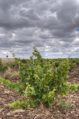 Campo de Vi&ntilde;edos en el sur de Espa&ntilde;a