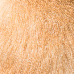 cat fur texture close-up