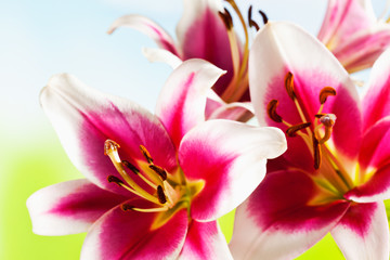 Fototapeta na wymiar Rot weiss Lilien (Lilium), Blüten, Staubgefässe