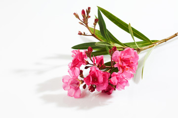 Oleander (Nerium oleander), rosa Blüten, weisser Untergrund, Fr