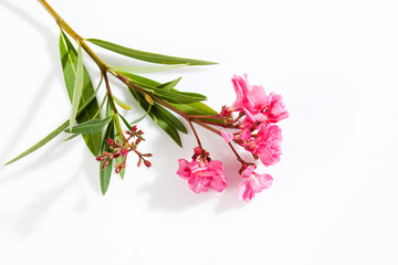 Oleander (Nerium oleander), rosa Blüten, weisser Untergrund, Fr