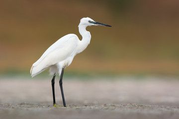 Little egret