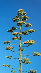 alberello