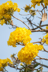 flower.Tabebuya.yellow