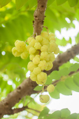 the gooseberry on tree