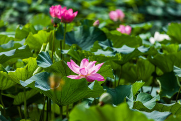 Lotus