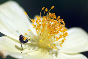 Berganemone mit Fliege