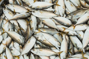 fresh fish at market on sale