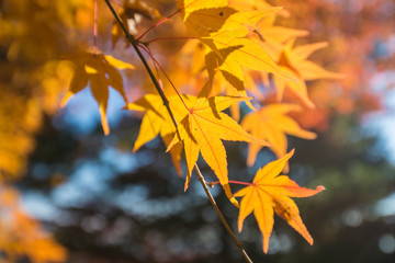 Fototapeta na wymiar yellow maple leaf in autumn season
